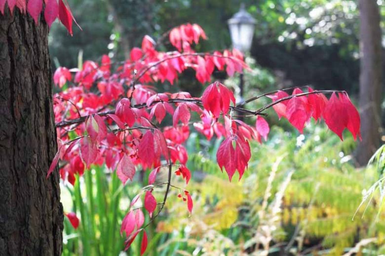 New England, New England garden, Best shrubs, shrubs for New England, Great shrubs, Top Shrubs, Northeast region, Northeast garden, Best shrubs for Northeast, shrubs for slopes, shrubs for shade