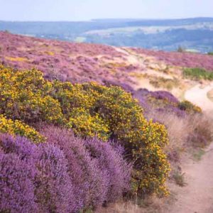 New England, New England garden, Best shrubs, shrubs for New England, Great shrubs, Top Shrubs, Northeast region, Northeast garden, Best shrubs for Northeast, shrubs for slopes, shrubs for hills