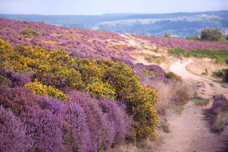New England, New England garden, Best shrubs, shrubs for New England, Great shrubs, Top Shrubs, Northeast region, Northeast garden, Best shrubs for Northeast, shrubs for slopes, shrubs for hills