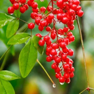 New England garden, Best shrubs, New England shrubs, Great shrubs, flowering shrubs, Shrubs with berries, evergreen shrubs, Best shrubs