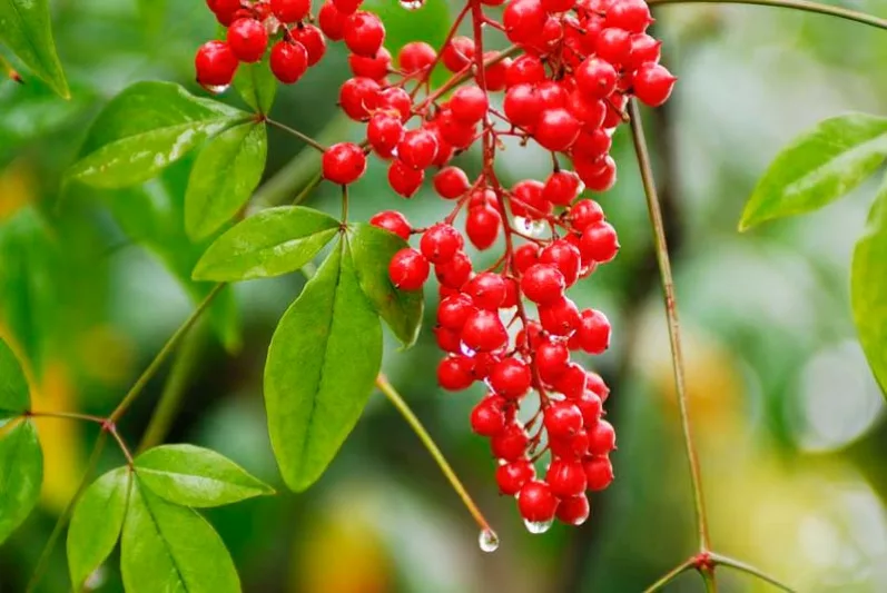 New England garden, Best shrubs, New England shrubs, Great shrubs, flowering shrubs, Shrubs with berries, evergreen shrubs, Best shrubs