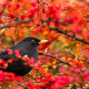 Midwest garden, Best shrubs, Midwest shrubs, Great shrubs, flowering shrubs, Shrubs with berries, evergreen shrubs, Best shrubs