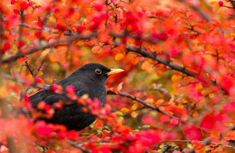 Midwest garden, Best shrubs, Midwest shrubs, Great shrubs, flowering shrubs, Shrubs with berries, evergreen shrubs, Best shrubs