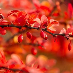 New England, New England garden, Best shrubs, shrubs for New England, Great shrubs, Top Shrubs, Northeast region, Northeast garden, Best shrubs for Northeast, Fall color, Fall foliage