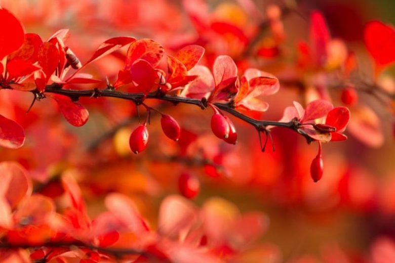 New England, New England garden, Best shrubs, shrubs for New England, Great shrubs, Top Shrubs, Northeast region, Northeast garden, Best shrubs for Northeast, Fall color, Fall foliage