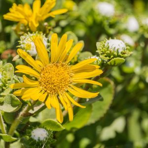 Grindelia camporum, Great Valley Gumweed, Yellow flowers, California Native Plants, California Native  Wildflowers, California Native Perennials