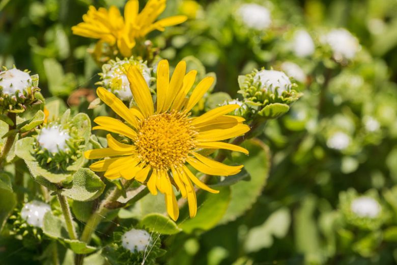 Grindelia camporum, Great Valley Gumweed, Yellow flowers, California Native Plants, California Native  Wildflowers, California Native Perennials