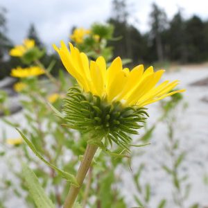 Grindelia integrifolia, Puget Sound Gumweed, Willamette Valley Gumweed, Entire-Leaved Gumweed, Gum Plant, Gum Weed, Resinweed, Yellow flowers