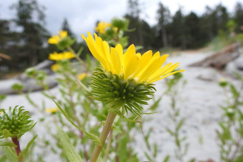 Grindelia integrifolia, Puget Sound Gumweed, Willamette Valley Gumweed, Entire-Leaved Gumweed, Gum Plant, Gum Weed, Resinweed, Yellow flowers