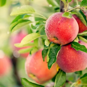 Planting Apples, Growing Apples, Apple pollination, Apple seasons, Apple Pruning, Apples Pests, Apple Diseases, Apple Sizes, Best Apples, Top Apples