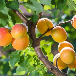 Planting Apricots, Growing Apricots, Apricots pollination, Apricots seasons, Apricots Pruning, Apricots Pests, Apple Diseases, Apricots Sizes, Best Apricots, Top Apricots