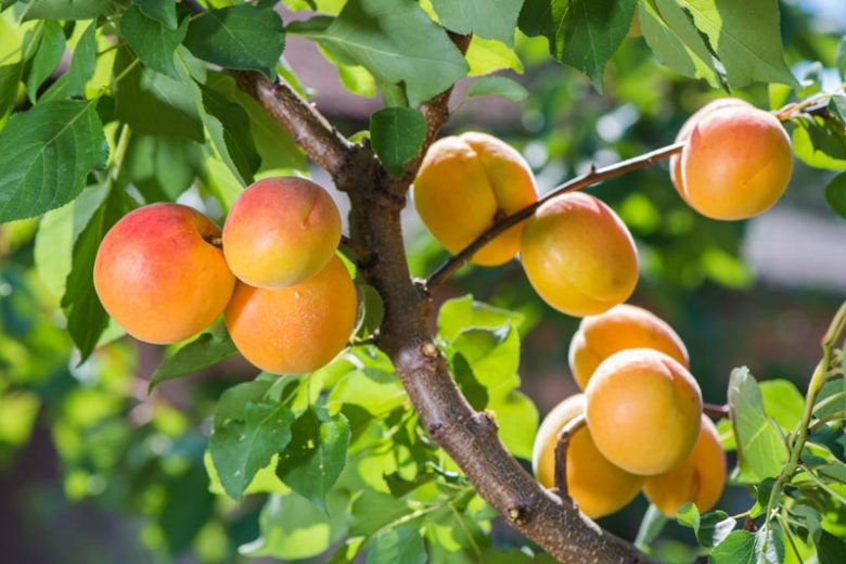 Planting Apricots, Growing Apricots, Apricots pollination, Apricots seasons, Apricots Pruning, Apricots Pests, Apple Diseases, Apricots Sizes, Best Apricots, Top Apricots