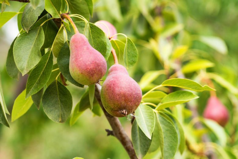 Planting Pears, Growing Pears, Pear pollination, Pear seasons, Pear Pruning, Pear Pests and Diseases, Pears Sizes, Best Pears, Top Pears