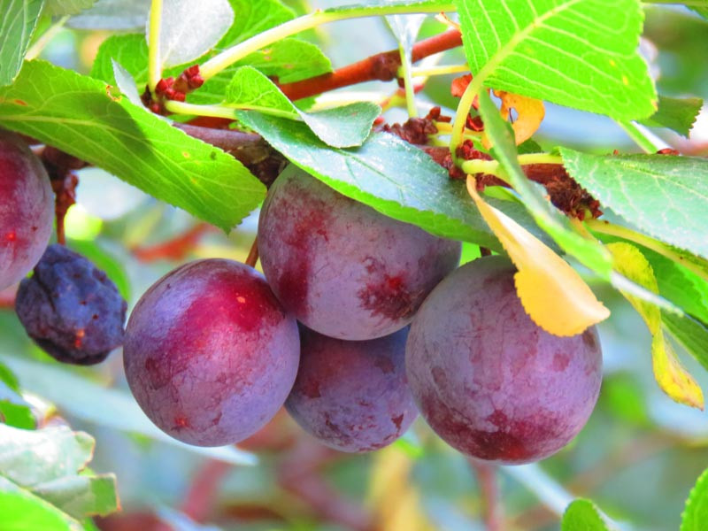 Planting Plums, Plums Pears, Plums pollination, Plums seasons, Plums Pruning, Plums Pests and Diseases, Plums Sizes, Best Plums, Top Plums