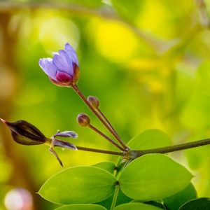 Guaiacum sanctum, Holywood, Holywood Lignum-Vitae, Florida Native Shrub, Florida Native Tree, Evergreen Shrub, Evergreen Tree