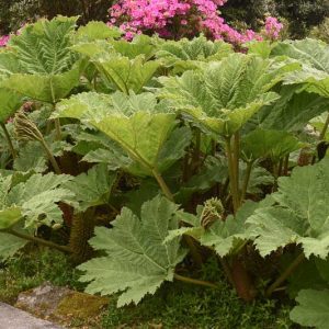 Gunnera manicata, Giant Rhubarb, Chilean Rhubarb, Prickly Rhubarb, Ornamental Rhubarb,