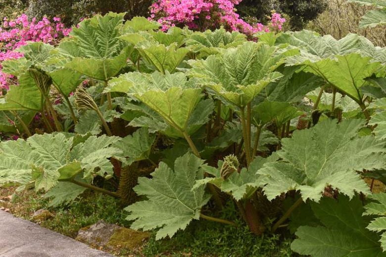 Gunnera manicata, Giant Rhubarb, Chilean Rhubarb, Prickly Rhubarb, Ornamental Rhubarb,