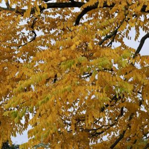 Gymnocladus dioica, Kentucky Coffeetree, Stump Tree, Chicot, fall color, Pink flowers