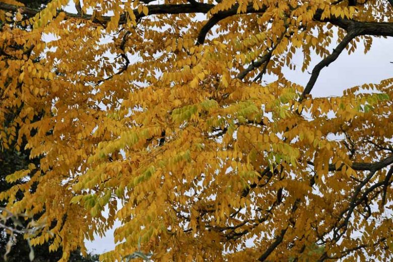 Gymnocladus dioica, Kentucky Coffeetree, Stump Tree, Chicot, fall color, Pink flowers