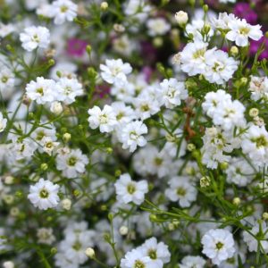 Annual Baby's Breath, Gypsophila elegans