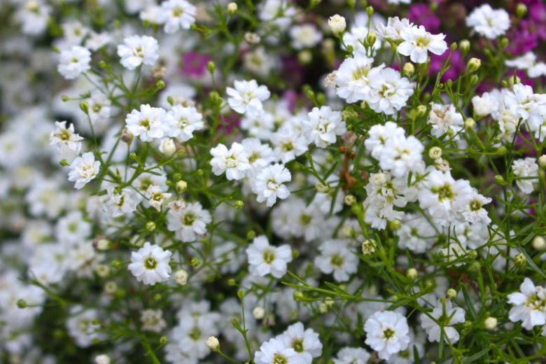 Annual Baby's Breath, Gypsophila elegans