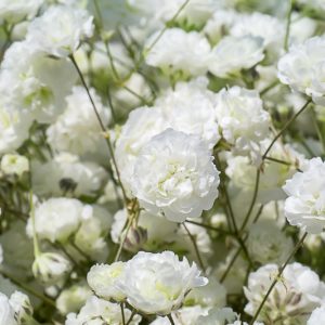 Gypsophila Paniculata Festival Star, Baby's breath Festival Star, Gypsophila Paniculata information, Baby's breath information
