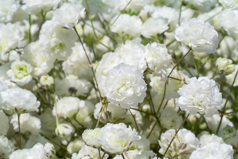 Gypsophila Paniculata Festival Star, Baby's breath Festival Star, Gypsophila Paniculata information, Baby's breath information