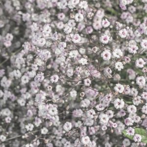 Baby's Breath 'Rosenschleier', Gypsophila 'Rosenschleier', Gypsophila paniculata 'Rosy Veil', Gypsophila 'Rosy Veil', Gypsophila 'Veil of Roses', Gypsophila Veil of Roses
