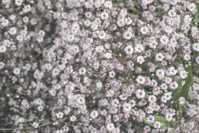 Baby's Breath 'Rosenschleier', Gypsophila 'Rosenschleier', Gypsophila paniculata 'Rosy Veil', Gypsophila 'Rosy Veil', Gypsophila 'Veil of Roses', Gypsophila Veil of Roses