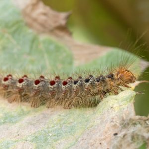 Gypsy Moth,  Identify Gypsy Moth, Prevent Gypsy Moth, Treat Gypsy Moth