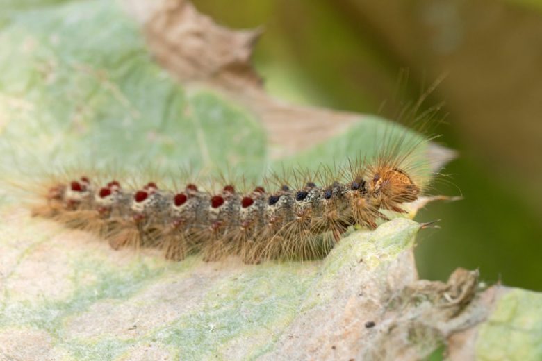 Gypsy Moth,  Identify Gypsy Moth, Prevent Gypsy Moth, Treat Gypsy Moth