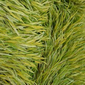 Hakonechloa Macra Alboaurea, Hakone Grass 'Alboaurea', Japanese Forest Grass 'Alboaurea', Shade grasses, Aureola Grass, part shade grass, full shade grass, Japanese grass, Golden Japanese Forest Grass