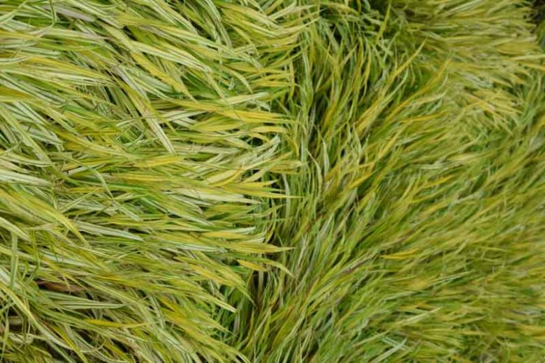 Hakonechloa Macra Alboaurea, Hakone Grass 'Alboaurea', Japanese Forest Grass 'Alboaurea', Shade grasses, Aureola Grass, part shade grass, full shade grass, Japanese grass, Golden Japanese Forest Grass