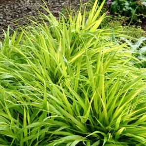 Hakonechloa Macra All Gold, Hakone Grass 'All Gold', Japanese Forest Grass 'All Gold', Shade grasses, Hakonechloa Macra All Gold, Hakone Grass 'All Gold', Japanese Forest Grass 'All Gold', Shade grasses, All Gold Grass, part shade grass, full shade grass, Japanese grass,
