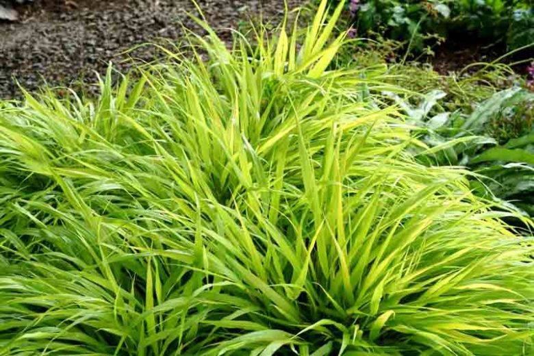 Hakonechloa Macra All Gold, Hakone Grass 'All Gold', Japanese Forest Grass 'All Gold', Shade grasses, Hakonechloa Macra All Gold, Hakone Grass 'All Gold', Japanese Forest Grass 'All Gold', Shade grasses, All Gold Grass, part shade grass, full shade grass, Japanese grass,