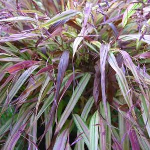 Hakonechloa Macra Naomi, Hakone Grass 'Naomi', Japanese Forest Grass 'Naomi', 'Naomi' Japanese Forest Grass, 'Naomi' Harahagusa, Shade grasses