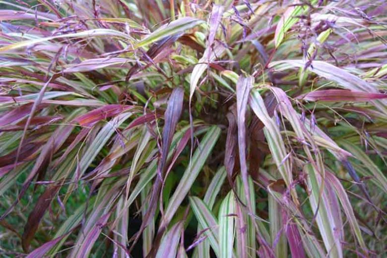 Hakonechloa Macra Naomi, Hakone Grass 'Naomi', Japanese Forest Grass 'Naomi', 'Naomi' Japanese Forest Grass, 'Naomi' Harahagusa, Shade grasses