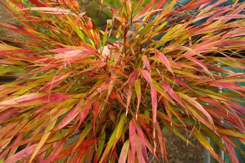 Hakonechloa Macra Nicolas, Hakone Grass 'Nicolas', Japanese Forest Grass 'Nicolas', 'Nicolas' Japanese Forest Grass, 'Nicolas' Harahagusa, Shade grasses