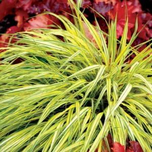 Hakonechloa Macra Stripe It Rich, Hakone Grass Stripe It Rich, Japanese Forest Grass Stripe It Rich, Shade grasses, Aureola Grass, part shade grass, full shade grass, Japanese grass, Golden Japanese Forest Grass