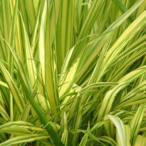 Hakonechloa Macra Aureola, Hakone Grass 'Aureola', Japanese Forest Grass 'Aureola', Shade grasses, Aureola Grass, part shade grass, full shade grass, Japanese grass, Golden Japanese Forest Grass