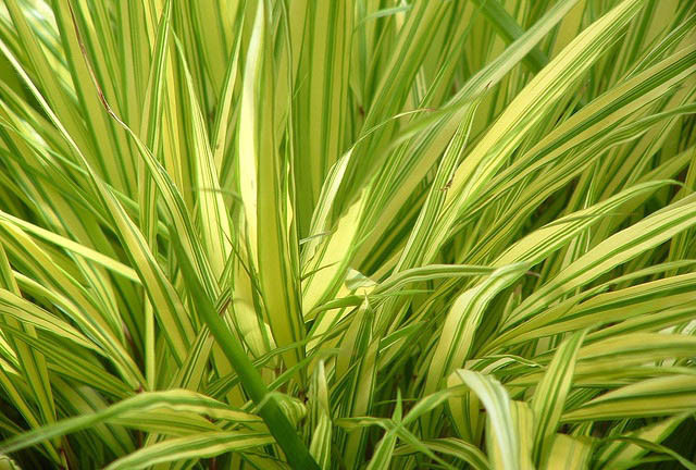 Hakonechloa Macra Aureola, Hakone Grass 'Aureola', Japanese Forest Grass 'Aureola', Shade grasses, Aureola Grass, part shade grass, full shade grass, Japanese grass, Golden Japanese Forest Grass