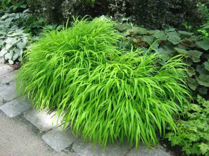 Hakonechloa Macra, Hakone Grass, Japanese Forest Grass, Shade grasses, part shade grass, full shade grass, Japanese grass