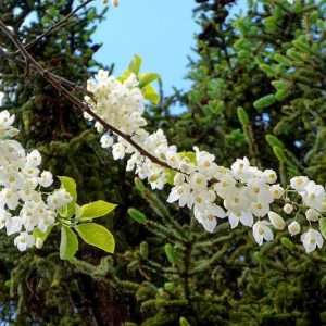 Halesia diptera, Two-Wing Silverbell, Two-Winged Silverbell, Silverbell, American Snowdrop Tree, Snowdrop Tree, Snowbell, Cowlicks, fall color, White flowers