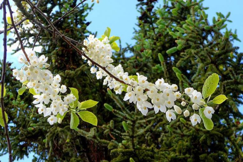 Halesia diptera, Two-Wing Silverbell, Two-Winged Silverbell, Silverbell, American Snowdrop Tree, Snowdrop Tree, Snowbell, Cowlicks, fall color, White flowers