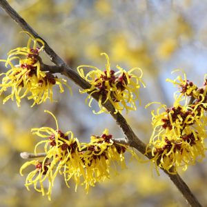 Hamamelis mollis, Witch Hazel, Chinese Witch Hazel, Yellow Witch Hazel, Winter Shrub, Winter Flowering Shrub, Yellow Flowers