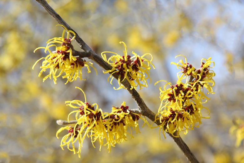 Hamamelis mollis, Witch Hazel, Chinese Witch Hazel, Yellow Witch Hazel, Winter Shrub, Winter Flowering Shrub, Yellow Flowers