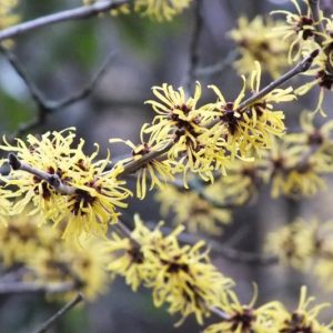 Hamamelis mollis 'Jermyns Gold', Witch Hazel 'Jermyns Gold', Chinese Witch Hazel 'Jermyns Gold', Yellow Flowers, Yellow Witch Hazel,