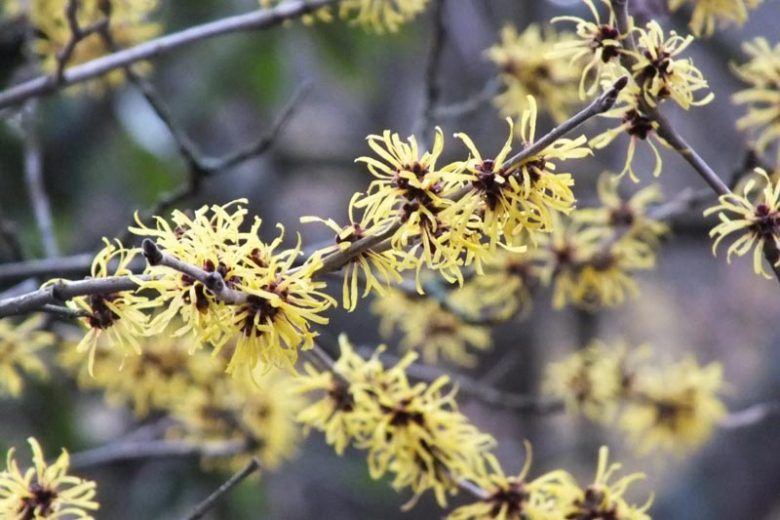 Hamamelis mollis 'Jermyns Gold', Witch Hazel 'Jermyns Gold', Chinese Witch Hazel 'Jermyns Gold', Yellow Flowers, Yellow Witch Hazel,