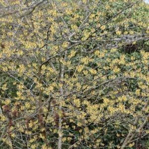 Hamamelis mollis 'Wisley Supreme', Witch Hazel 'Wisley Supreme', Chinese Witch Hazel 'Wisley Supreme', Yellow Flowers, Yellow Witch Hazel,