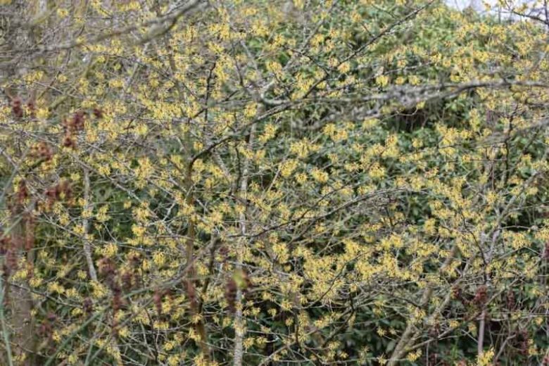 Hamamelis mollis 'Wisley Supreme', Witch Hazel 'Wisley Supreme', Chinese Witch Hazel 'Wisley Supreme', Yellow Flowers, Yellow Witch Hazel,